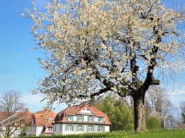 Frühlingsimpression beim Kappelhof - vielen Dank unserer Nachbarin A.W.